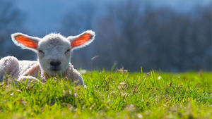 A lamb sitting in a field with blue sky promoting our Christian Jewellery and Cross Jewellery